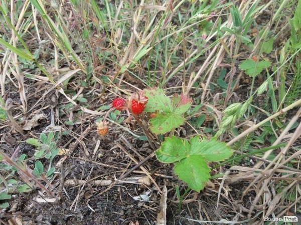 На Волині суничний бум – замість чорниці люди збирають «ягоду сонця». ФОТО