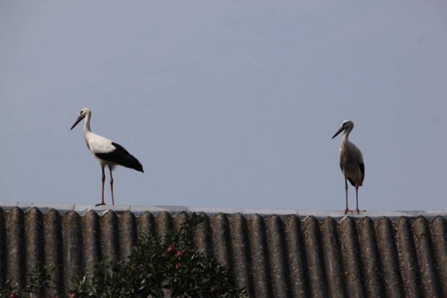 Молоді лелеки в об'єктиві волинського фотографа