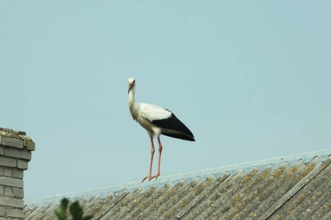 Молоді лелеки в об'єктиві волинського фотографа