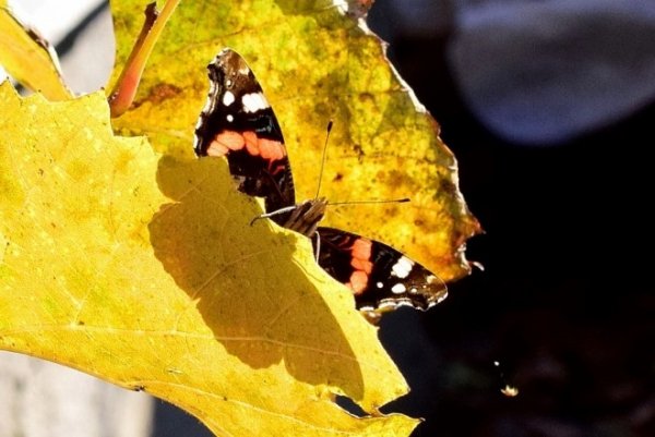 Луцьк осінній: краса на фото