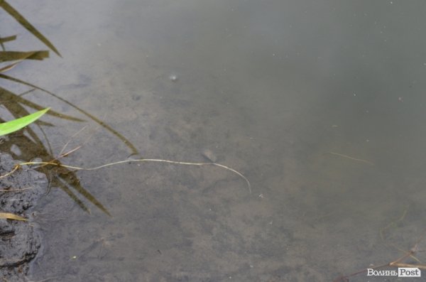 Відпочинок під Луцьком. Боголюби. ФОТО