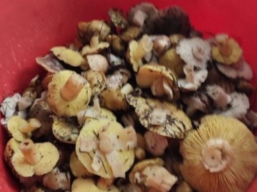На Волині у грудні продовжують збирати гриби