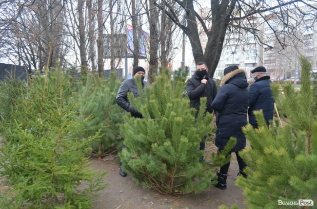 У Луцьку тривають рейди на ялинкових ринках. ПЕРШІ РЕЗУЛЬТАТИ