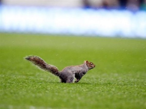 Білка зупинила футбольний матч в Англії. ФОТО. ВІДЕО