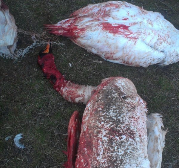 На Волині застрелили пару лебедів