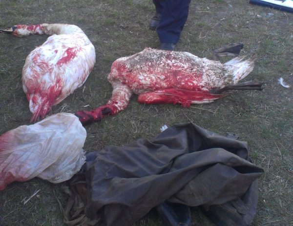 На Волині застрелили пару лебедів