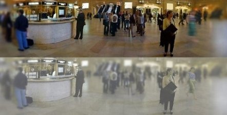 Яким бачать світ коти. ФОТО