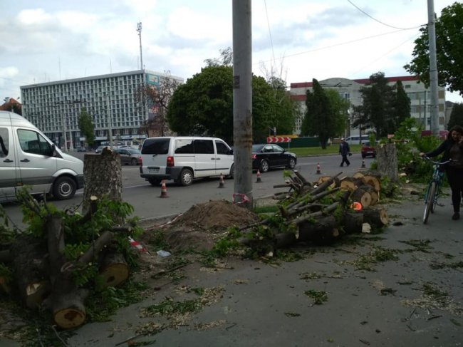 В центральній частині Луцька зрізали дерева. ФОТО