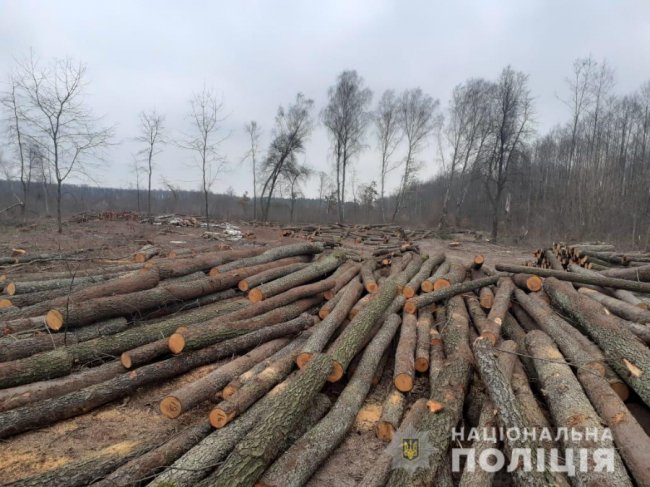 На Ківерцівщині – обшуки у керівників підприємств, які причетні до незаконної вирубки дерев. ФОТО. ВІДЕО