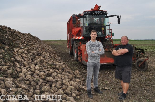 Поблизу Луцька почали збирати цукрові буряки