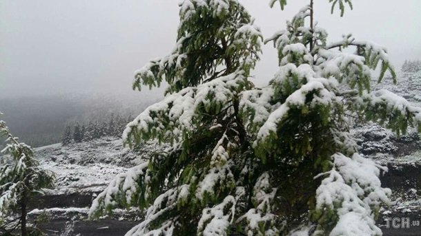 Карпати засипало снігом. ФОТО