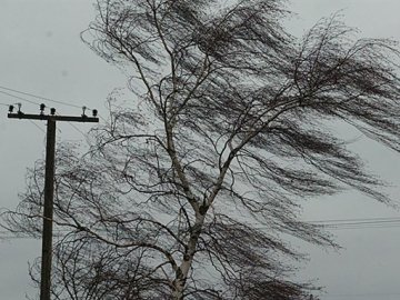 Синоптики попереджають про сильний вітер на Волині