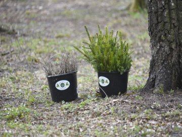 Мільйони сіянців і тисячі гектарів території: весна-2019 у волинських лісах. ФОТО