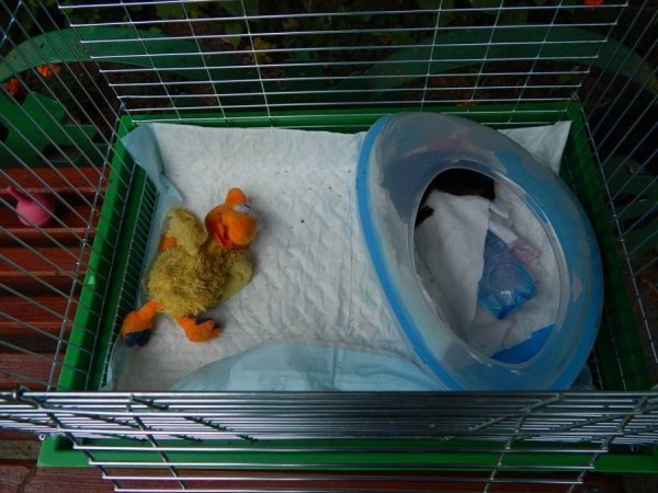 Луцький зоопарк просить допомоги