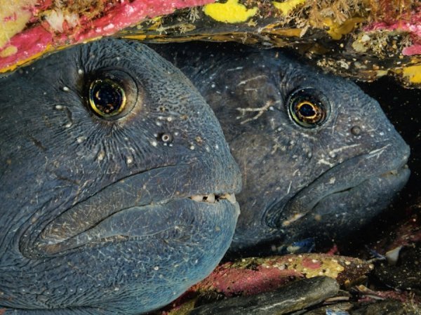 Смугасті зубатки, Канада. Автор: Девід Дубіле