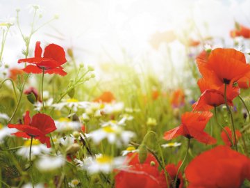 Синоптик розповів, якою буде погода в Україні на Трійцю