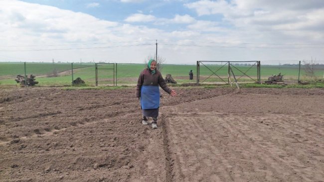 На Волині картоплею засадять 80 тисяч гектарів землі