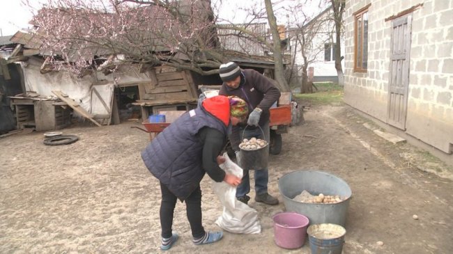 На Волині картоплею засадять 80 тисяч гектарів землі