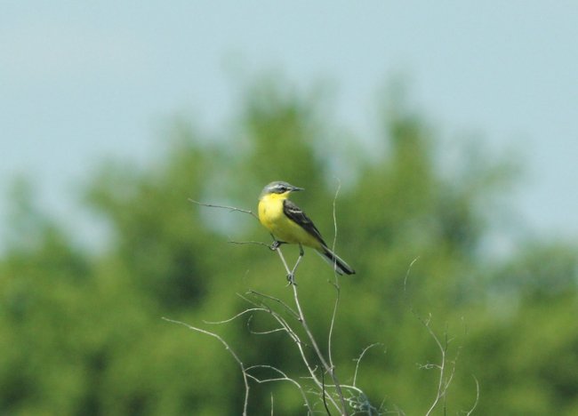 Грайливі жовті пташки позували для волинського фотографа