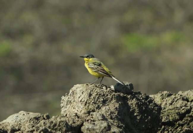 Грайливі жовті пташки позували для волинського фотографа