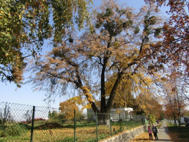 Краса золотої осені у місті на Волині. ФОТО