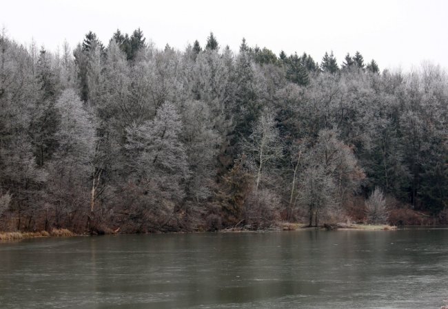 На волинському водосховищі зимують 40 лебедів. ФОТО