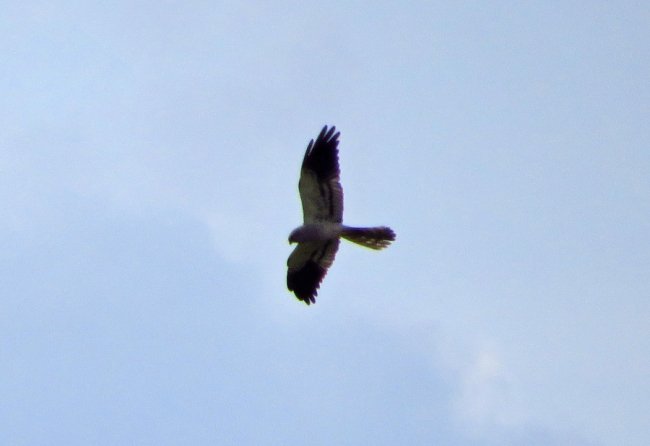 Лунь лучний