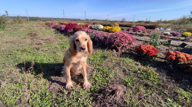 Волинянка вирощує понад сто сортів хризантем та розводить десять порід птаства