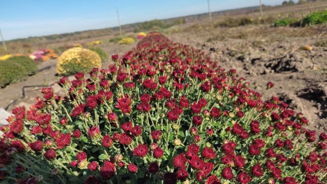 Волинянка вирощує понад сто сортів хризантем та розводить десять порід птаства