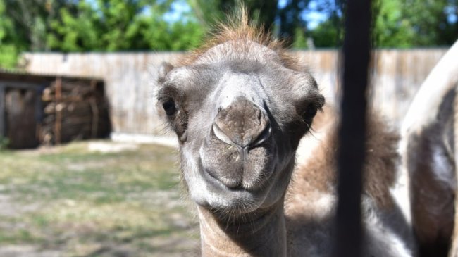 У Луцькому зоопарку народилося верблюжа. ФОТО