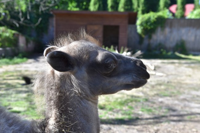 У Луцькому зоопарку народилося верблюжа. ФОТО