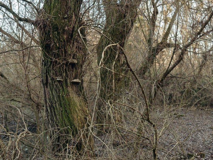 На Набережній у Луцьку мають зрізати понад 1 700 аварійних кленів