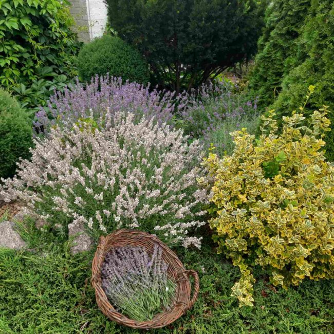 За донат на ЗСУ або молитву: у монастирі під Луцьком роздають лаванду