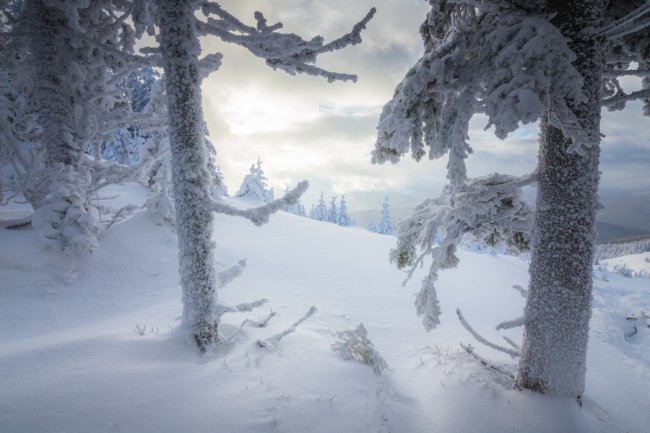 Луцький фотограф поділився світлинами засніжених Карпат
