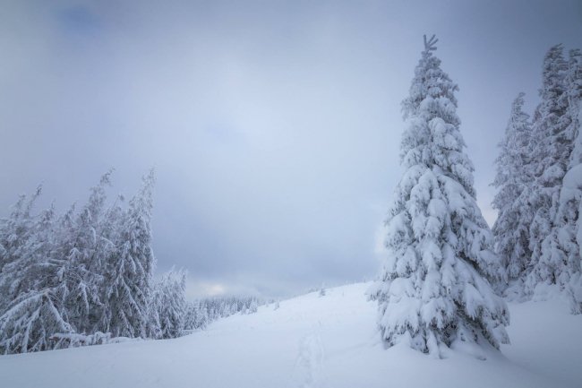 Луцький фотограф поділився світлинами засніжених Карпат