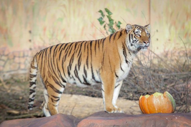У Луцькому зоопарку відгуляли свято гарбуза: як це було. ФОТО