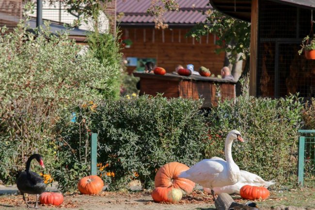 У Луцькому зоопарку відгуляли свято гарбуза: як це було. ФОТО