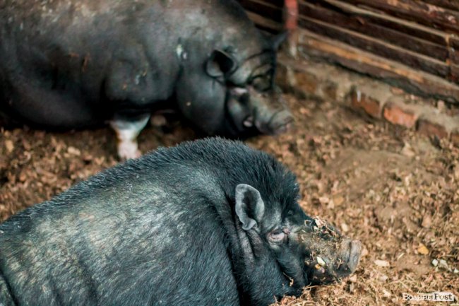 Рік Свині: милі п'ятачки луцького зоопарку. ФОТО