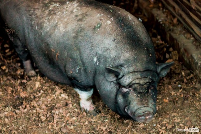 Рік Свині: милі п'ятачки луцького зоопарку. ФОТО