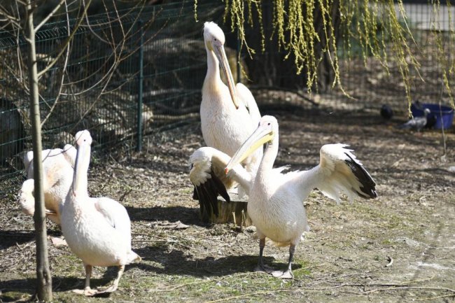 Пернаті мешканці луцького зоопарку. ФОТО 