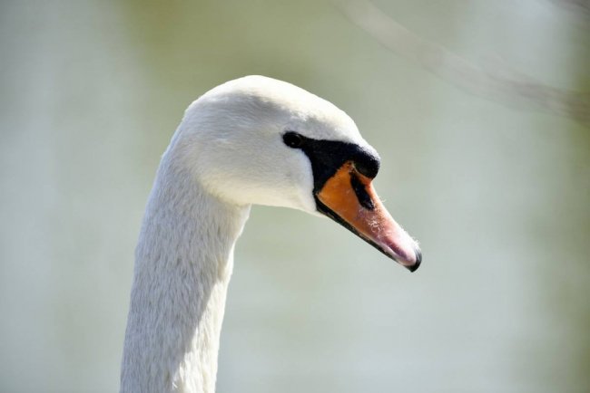 Пернаті мешканці луцького зоопарку. ФОТО 