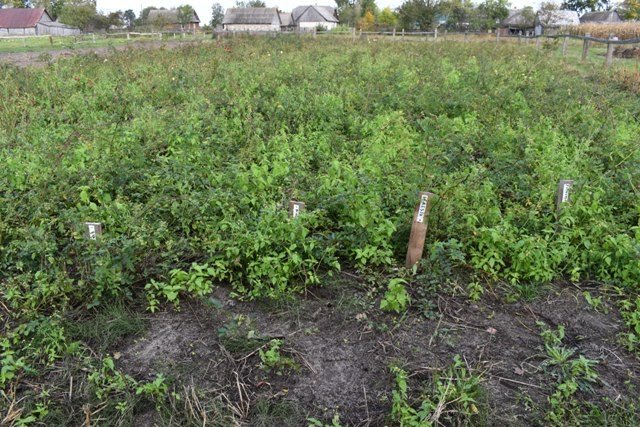 Сім'я волинян біля власного будинку створила трояндовий рай
