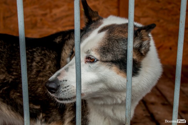 Тепло для чотирилапих: лісівники забезпечили дровами луцьку «Ласку». ФОТО