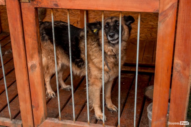 Тепло для чотирилапих: лісівники забезпечили дровами луцьку «Ласку». ФОТО