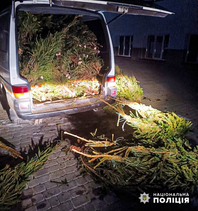Волинянину «світить» 3 роки тюрми за незаконні ялинки. ФОТО