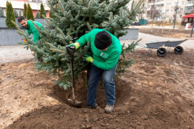 У Луцьку перед РАЦСом висадили ялини. ФОТО