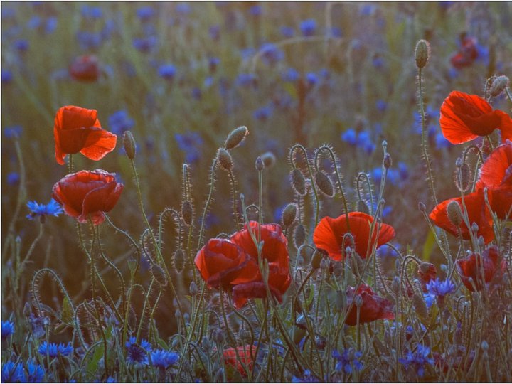 Погода в Луцьку та Волинській області на завтра, 2 червня