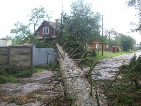 На Рівненщині під час бурі повиривало багаторічні дуби. ФОТО