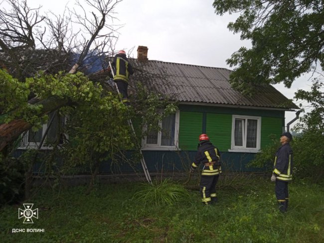 На Волині дерево впало на житловий будинок. ФОТО