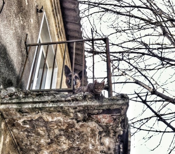 Фотовиставка Лідії Кожевнікової